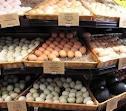 FRESH AND  FERTILE  CANDLE LIT  EGGS 