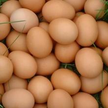 brown chicken eggs
