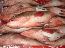  Reef   Cod 