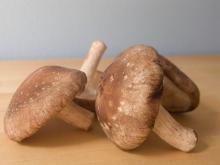 Chinese quality fresh and dried mushroom