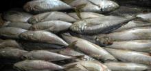 Frozen Jack mackerel