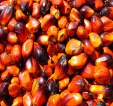  Palm   Nut s