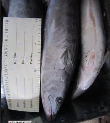 bonito sarda sarda 500 up