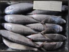 frigate bonito sarda sarda