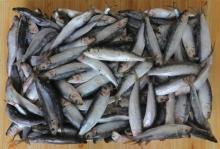 frozen sardine 20-30pcs/kg