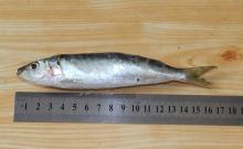 seasonal sardine come into market