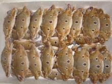Frozen spotted crab W/R