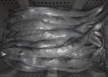 ribbonfish