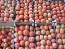 FRESH TOMATOS
