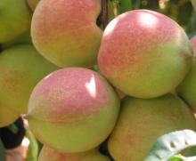  peach   juice   powder 