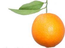 Fresh Orange