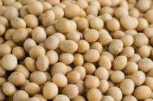 soy beans