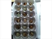 fertile quail eggs