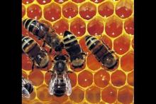 100% natural refined bee propolis