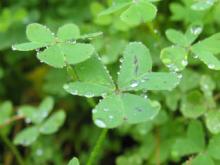 Alfalfa Powder, Extract, Concentrate, Plant Extract, Capsules, Tablets, Organic
