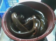 Live Snake Eel