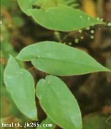 Epimedium extract