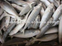 Frozen  IQF   Horse   Mackerel 