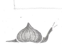 Helix Aspersa Maxima