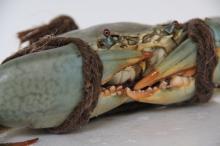 live mud crab