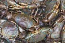 MUD CRAB