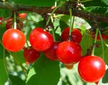 new crop of sour cherry juice concentrate