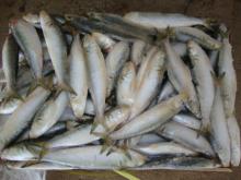 supply sardines fish