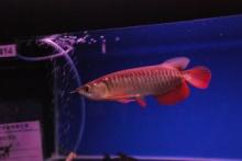 green and blue Arowana fish and other fishes for sale