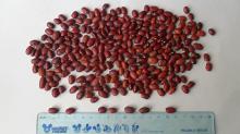 kidney beans