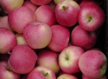 Fresh Gala Apple