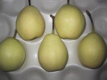 New Crop Ya Pear