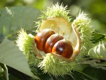 Fresh Chestnuts
