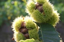 Crop 2012  Fresh   Chestnut 