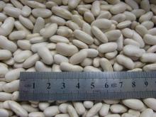 white kidney beans ( long shape / middle / alubia)
