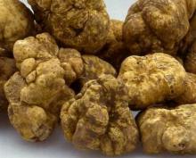 fresh  white   truffles 