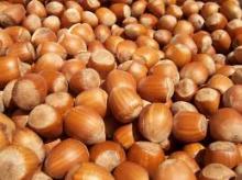 Hazel nut
