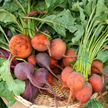 Beet Powder, Extract, Concentrate, Plant Extract, Freeze Dried, Juice Powder