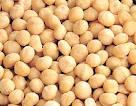 macadamia nut
