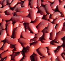 red kidney bean