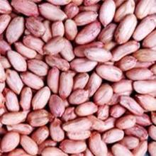 Ground  nut