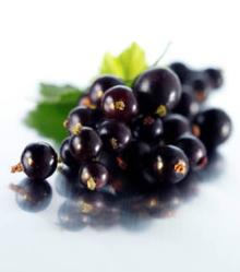 Blackcurrent Powder, Extract, Concentrate, Juice Powder, Fruit Powder, Freeze Dried