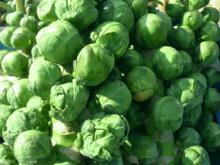 Brussel Sprouts Powder, Extract, Concentrate, Plant Extract, Freeze Dried