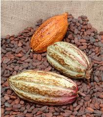 Cocoa Powder, Extract, Concentrate, Organic, Nibs