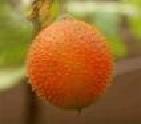 Gac Fruit Powder, Extract, Concentrate, Fruit Powder, Juice Powder, Freeze Dried, Puree
