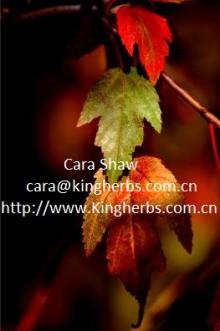 China Birch Leaf Extract