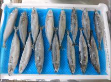 IQF mackerel