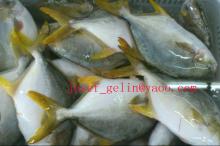 Frozen golden pompano