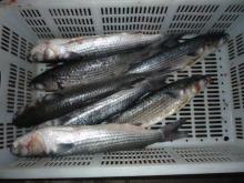 Cheap Big size  frozen   Roe  off Grey mullet and mugil cephalus