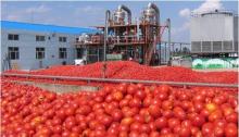 Drum Cold Break 36-38% tomato paste