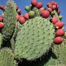  Nopal  Powder, Extract, Concentrate, Plant Extract, Capsules, Organic